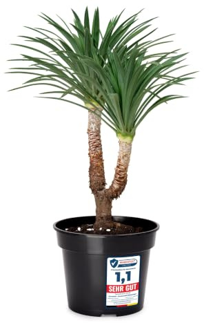 Garronda Blumentopf Kunststoff Pflanztopf rund Kräutertopf Anzuchttöpfe Blumentopf Schwarz für Innen und Aussen 39cm GD-0025 (1 Stück - Schwarz, ⌀ 39cm H=28,5cm)