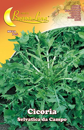 SEMI ORTO CICORIA SELVATICA 10 PZ