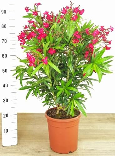 POWERS TO FLOWERS - OLEANDRO ROSSO, vaso 22cm, pianta vera