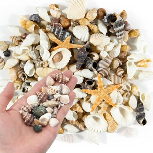 Xmart 200g Conchas de Mar Decoracion 11 Estrellas de Mar Conchas de Playa Mixtas Caracolas de Mar Naturales para Rellenos de Jarrones Decoración de la Boda del Partido del Tema de la Playa
