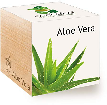 Feel Green 296244 Ecocube Aloe Vera, Nachhaltige Geschenkidee (100% Eco Friendly), Grow Your Own/Anzuchtset, Pflanzen Im Holzwürfel, Made in Austria