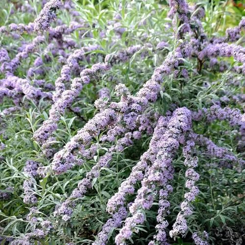 schmetterlingsflieder winterhart - sommerflieder mehrjährig 550samen