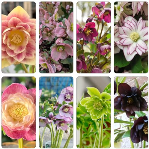 christrose garten hochbeet blumendeko wildblumensamen gartenkräuter indoor kräutergarten christrosen herbstpflanzen winterhart blühend zimmerpflanze blumensamen kaufen frühlingsblumen 550samen