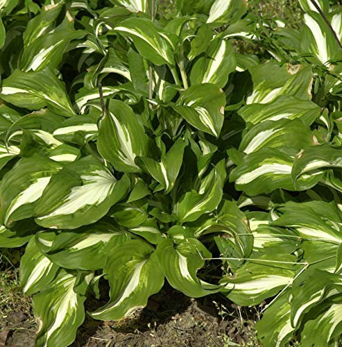 Schneefeder Funkie Univittata - Hosta undulata