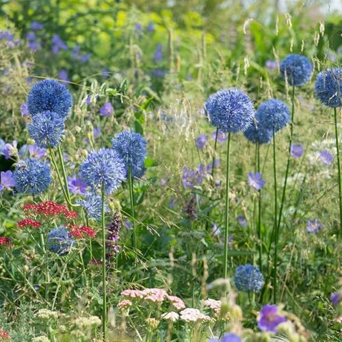 bulbi di allium giganteum, copertura del regali per gli amanti del giardino decorazione da giardino per esterni rare perenni resistenti 6pcs