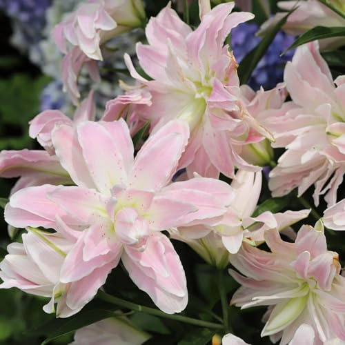 lilienzwiebeln - blumengarten winterharte stauden für pralle sonne zwiebelblumen seltene balkonpflanzen topfpflanzen balkonblumen balkongewächshäuser gewächshaus balkon kletterpflanzen 6pcs