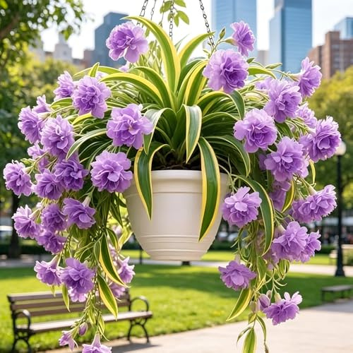 ragnopiante - Chlorophytum comosum balcone d'appartamento esotiche esterno giardino 6piante