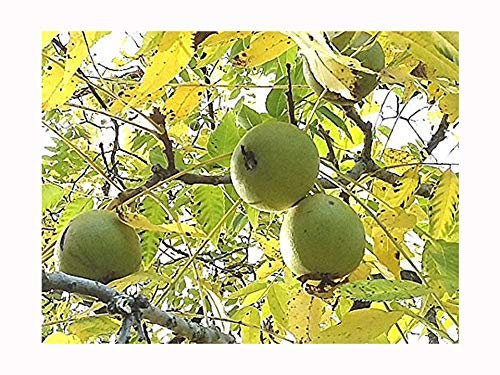 Black Walnut Tree Juglans Nigra Hardy Edible Nut Fruit Tree Stunning Autumn Colours