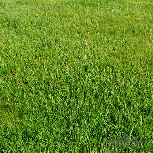 Grassamen Rasensamen BERINGMEIER SPEZIAL für alle Bereiche DER GENIALE RASEN unsere eigene Mischung