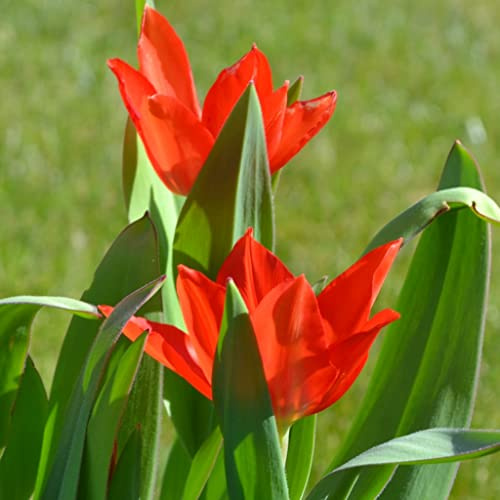 Blumenzwiebeln Tulpenzwiebeln Tulipa praestans Zwanenburg Variety (100 Zwiebeln)