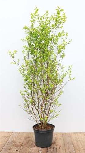 Ligustrum ovalifolium 'Aureum' 100–125 cm – Winterhart, Mehrjährig, Pflegeleicht – Goldliguster – Heckenpflanze für Garten & Sichtschutz
