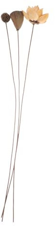 DECOMELODY Composizione Floreale di Loto Essiccato Decorativo per Casa e Matrimoni, Fiori Secchi Naturali Stelo Rustico per Arredamento Stanza e Centrotavola Elegante