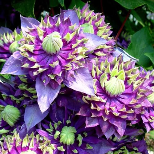 clematis, blumendeko clematis florida, gartenpflanzen für draußen gartendeko für sonnige plätze stauden winterhart mehrjährig 500pcs