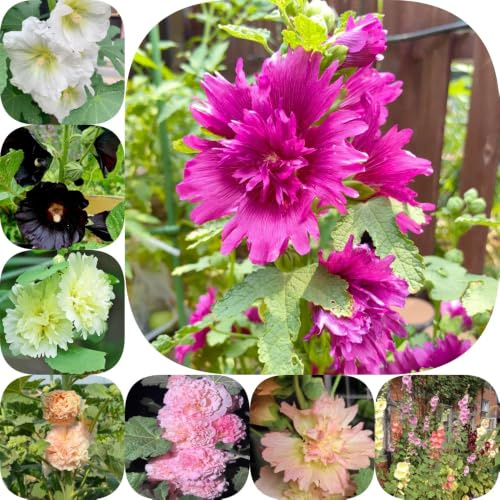 Semillas de malva real - semillas de en en bancales elevados primavera raro jardín miniatura mariposa decoración lugares soleados 100pcs