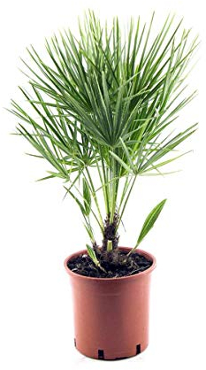 Winterharte Zwergpalme Chamaerops Humilis, 30-35 cm - Ideal für Gärten & Terrassen, Robuste Kalthauspalme, Mehrjährig & Frosthart