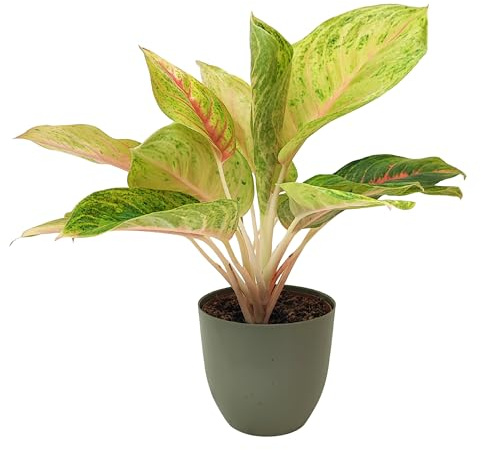 I GIARDINI DI GIULIA - Aglaonema “Dong Heng” Ø 15 cm in vaso plastica riciclata – Foglie variegate verde chiaro, rosa tenue e crema, pianta purificatrice d’aria da interno (Vaso verde rosmarino)