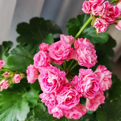 semi di geranio pelargonium appesi, rare, decorazione del soggiorno, resistenti da balcone resistenti, recisi di antiche 90pcs