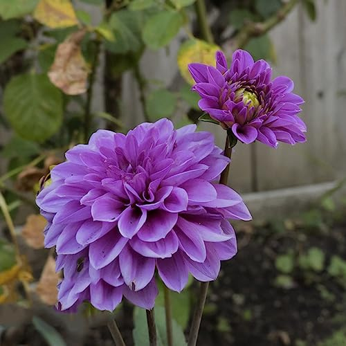 dahlien - blumendeko balkongarten winterharte kübelpflanzen hochbeete für garten kräutergarten gartenpflanzen winterhart mehrjährig pflanzenkübel balkon hochbeet 7zwiebeln