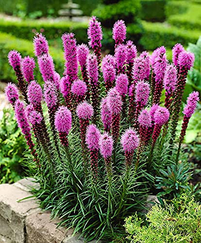 50 semillas de plumas de Kansas – Liatris Spicata – Rosa violacé – Método ecológico