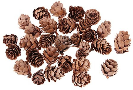 30 Stücke Kleine Natürliche Getrocknete Tannenzapfen für Weihnachtsbaum Dekoration Vase Schüssel Füllstoff Zeigt Handwerk oder Handwerk Weihnachten Ornament Decor Langlebig und Nützlich