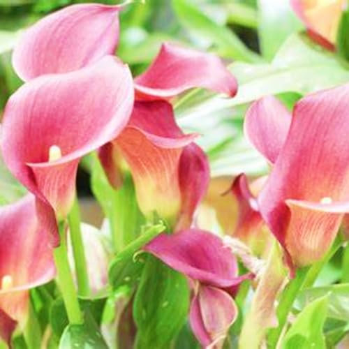 Calla Lily Bulbs-Calla Lily Bulbs for Planting Now UK,Hardy Perennial,Wedding Flowers,Plant Bulbs,Garden Flowers-4bulbs-e