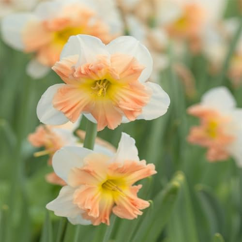 Strong Plants That Grow Well/Mix Golden Jade Carving Feels Perfect Daffodils Daffodil Bulbs-2bulbs-A