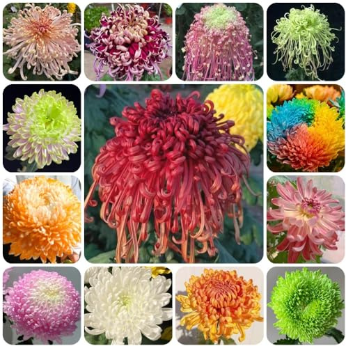 Semillas de crisantemo, semillas de jardín de rocas invernaderos de balcón de interior raras semillas de silvestres 250pcs
