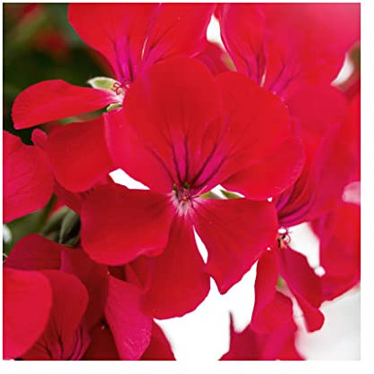 Trailing Geranium Happy FaceRed- 6 Starter Plants-Geraniums .Fantastic for Hanging Baskets, Plug Plants.Glam up Your Garden. Summer is here! Plants Online.