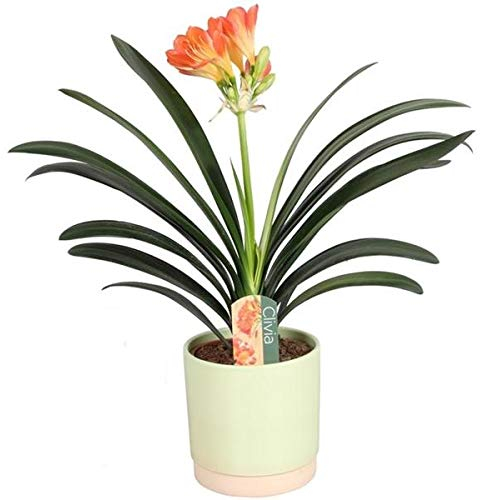 Clivia miniata Riemenblatt Klivie ca. 40 cm – Zimmerpflanze für Wohnzimmer & Büro – Pflegeleicht, Blühend, Grüne Dekoration für Innenräume