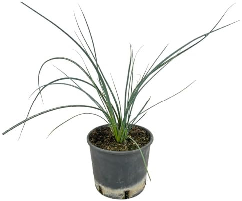 YUCCA RED Hesperaloe Parviflora ROSSA a cespuglio h40cm vaso 16/18 cm FOTO REALE AMDGarden
