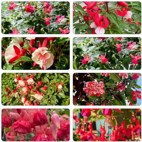 Fuchsiensamen Fuchsien - blumensamen gartenkräuter rankpflanzen kräuterpflanzen schnittblumen frühblüher gartendeko für draußen herbstblumen hängepflanzen wildblumensamen 100samen