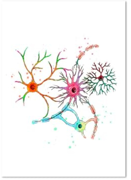 1st Neuron Akvarell Neurovetenskap Neurologi Väggkonstaffischtryck Hjärnanatomi Medicin Dukmålning Synapsklinikrum(06,55x80cm)
