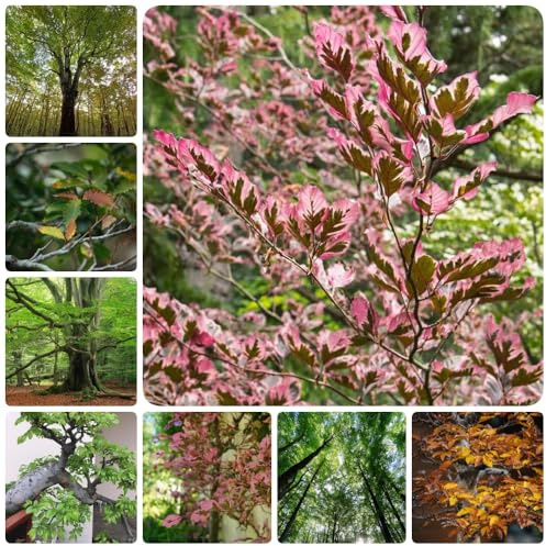 Semi di faggio europeo, Fagus sylvatica, rustiche per balconi da siepe resistenti il giardino giardino, sementi biologiche 20pcs