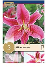 3 Bulbi di Lilium Merostar Lilium Orientale Rosa
