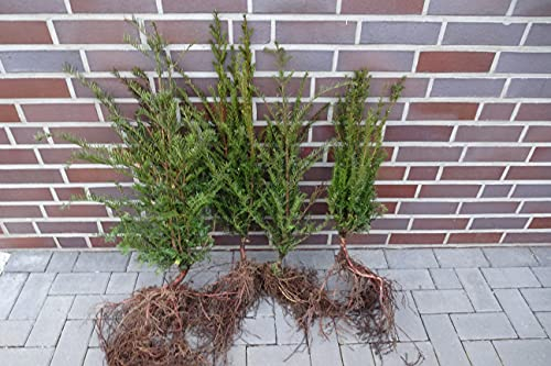 25 Eiben 15-30cm frisch vom Feld Gartenhecke Heckenpflanzen Immergrüne Pflanze Taxus baccata Eiben Wurzelware