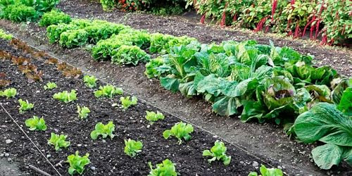 Kit Irrigazione a Goccia per Orto 250 Metri Quadrati con Ala Gocciolante leggera Manichetta 250mt da 20 o 30 cm Tubo Polietilene 20 Filtro Raccordi per pomodoro verdure siepi olive e altri ortaggi