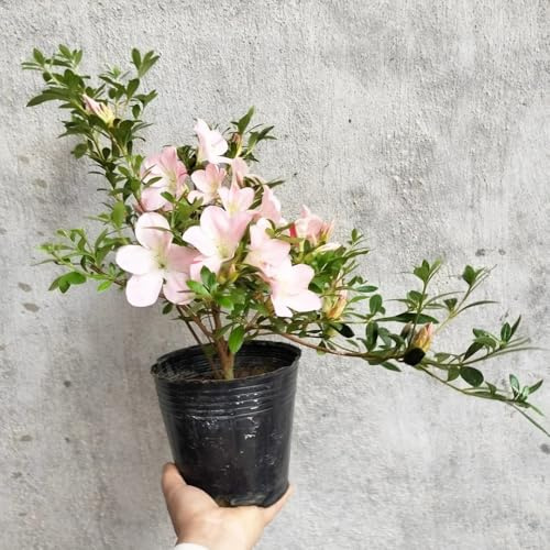 rhododendronsamen, azalee winterhart exotische, outdoor stauden 200pcs