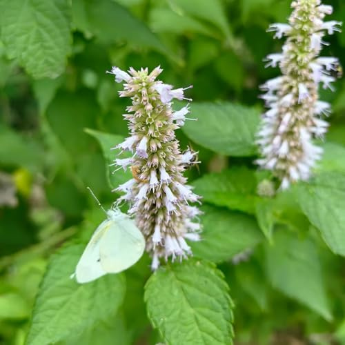 semi resistenti di ortica profumata - perenni giardino, vecchie varietà 100pcs