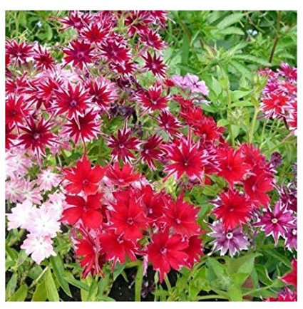 PREMIER SEEDS DIRECT - Phlox - CUSPIDATE Twinkle Mixed - 800 Flower Seeds