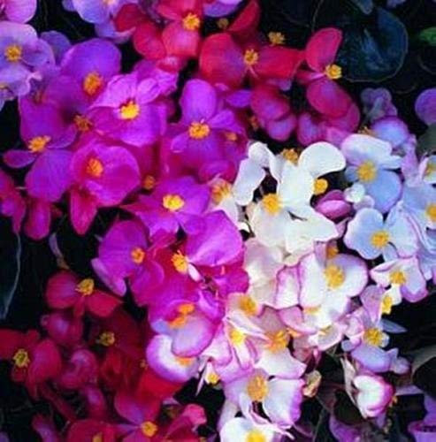 graines de Begonia Seed Fiber Cocktail Series Mix Annuel Paquet de 100 graines