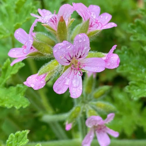 semi di geranio profumato, Pelargonium graveolens, di geranio limone acquistare semi di aromatiche 300pcs