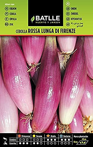Semillas Batlle Graines d’Oignon Rose Lung Firenza