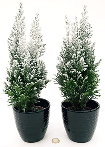 POWERS TO FLOWERS - ALBERO DI NATALE, PINETTO NATALIZIO INNEVATO, 2 PIANTE IN VASO CERAMICA NERO A RIGHE, ALTEZZA 30CM, piante vere