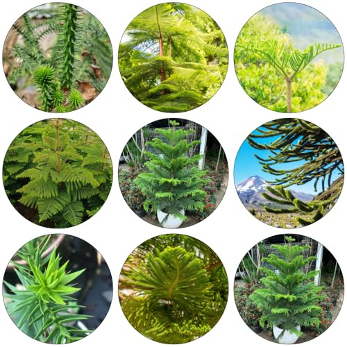 araucaria araucana - kräutergarten gartenpflanze kräuterpflanzen wildkräuter baumsamen blumengarten grünpflanzen gartensamen gewächshaus balkon pflanzensamen pflanzenkübel pflanzendeko 20samen