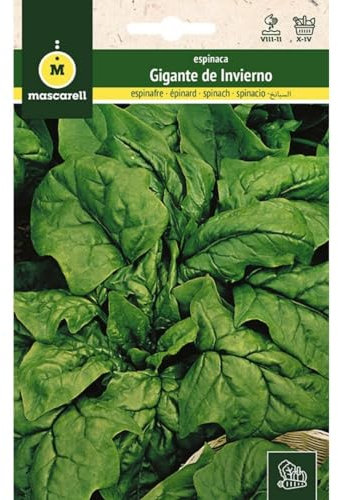 Mascarell Semillas, ESPINACA, Semillas Huerto, ESPINACA GIGANTE DE INVIERNO, Crea tu Propio Huerto Urbano y Cultivo en Casa, Plantas Hortícolas, 12 Gramos