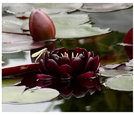 Teichpflanzen Seerosen : Nymphaea Seerose  Black Princess  winterhart Pflanztiefe bis 150 cm