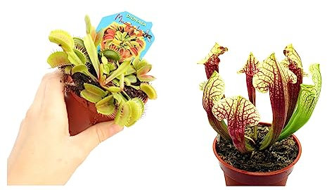 Sarracenia planta Natural + Venis Planta Natural: Plantas Carnívoras Vivas