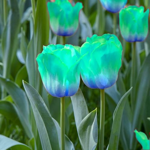 Wunderschöne Tulpen mit seltenen Farben, winterhart, mehrjährig, pflegeleicht, Blickfang in Gärten und Innendekorationen-3 Wurzel-A