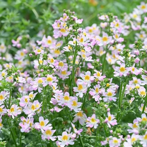 Semillas de Schizanthus pinnatus, Variedades antiguas de semillas Semillas de orquídeas de granjero, para exterior resistentes al invierno de balcón 200pcs