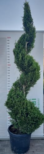 PIANTA DI CUPRESSOCYPARIS LEYLANDII SPIRALE V.30 H200+CM(FOTO REALI)